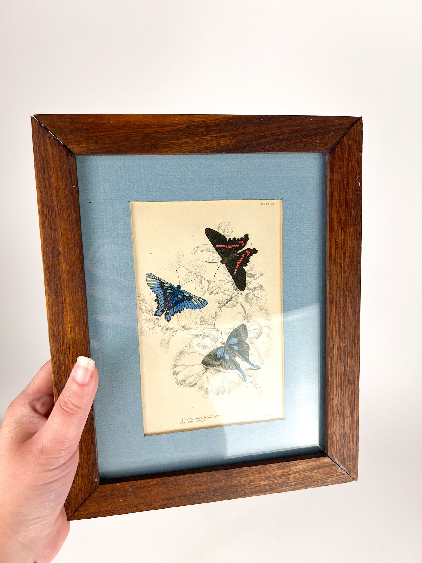 1837 Butterfly engraving - Beaman