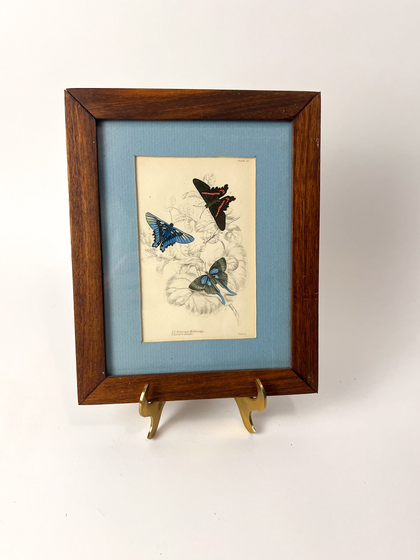 1837 Butterfly engraving - Beaman