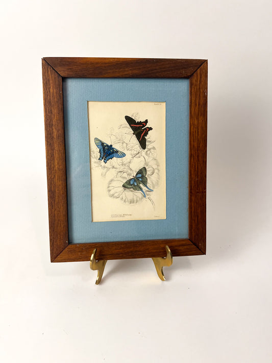 1837 Butterfly engraving - Beaman